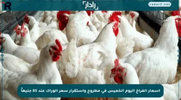 أسعار الفراخ اليوم الخميس في مطروح واستقرار سعر الوراك عند 85 جنيهاً